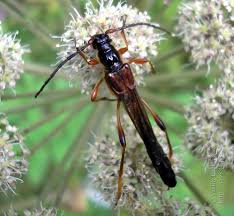 Attēlu rezultāti vaicājumam “Necydalis major”