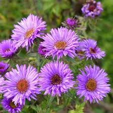 Image result for Aster novae-angliae