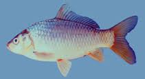 Image result for Cyprinus multitaeniatus