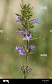 Attēlu rezultāti vaicājumam “Acinos arvensis flower”