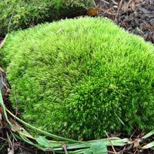Attēlu rezultāti vaicājumam “Leucobryum glaucum”