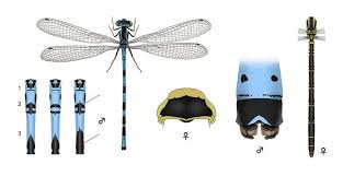 Attēlu rezultāti vaicājumam “Coenagrion hastulatum”