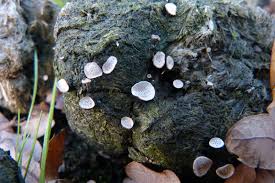 Attēlu rezultāti vaicājumam “Poronia punctata”