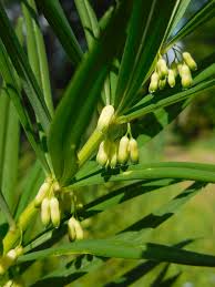 Attēlu rezultāti vaicājumam “Polygonatum verticillatum”