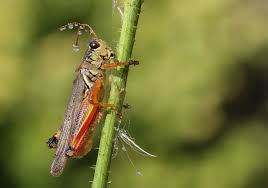 Attēlu rezultāti vaicājumam “Heteroptera”