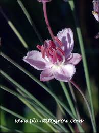 Attēlu rezultāti vaicājumam “Butomus umbellatus”