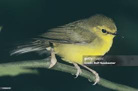 Image result for Wilsonia citrina