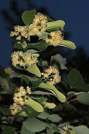 Attēlu rezultāti vaicājumam “Tilia platyphyllos subsp. platyphyllos”