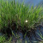 Attēlu rezultāti vaicājumam “Carex acuta leaf”