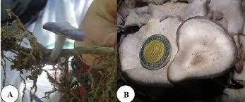 Attēlu rezultāti vaicājumam “Lepista nuda”