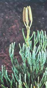 Attēlu rezultāti vaicājumam “Diphasiastrum tristachyum”