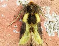 Attēlu rezultāti vaicājumam “Diachrysia tutti”