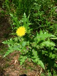 Attēlu rezultāti vaicājumam “Sonchus”