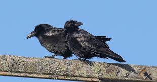 Image result for Merseyside Ravens