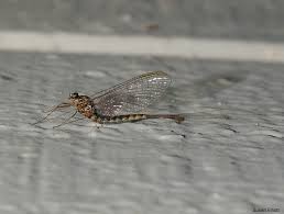 Attēlu rezultāti vaicājumam “Siphlonurus”