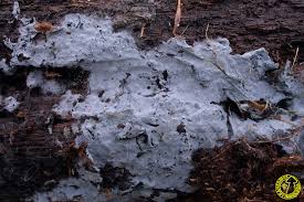 Attēlu rezultāti vaicājumam “Byssocorticium atrovirens”