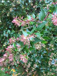 Attēlu rezultāti vaicājumam “Caprifoliaceae”