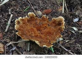 Attēlu rezultāti vaicājumam “Onnia tomentosa”