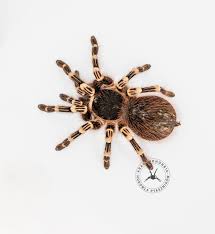 Znalezione obrazy dla zapytania geniculata