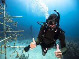 Image result for Cleveland Divers