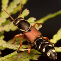 Attēlu rezultāti vaicājumam “Staphylinus erythropterus”