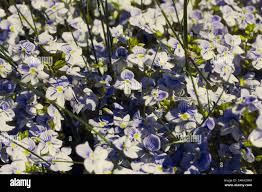 Attēlu rezultāti vaicājumam “Veronica filiformis bud”
