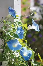 Image result for Prunkwinde