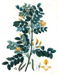 Attēlu rezultāti vaicājumam “Caragana arborescens fruit”