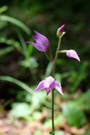 Attēlu rezultāti vaicājumam “Cephalanthera rubra bud”