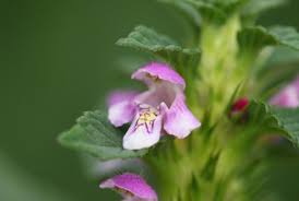 Attēlu rezultāti vaicājumam “Galeopsis bifida”