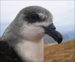 Image result for Pterodroma feae