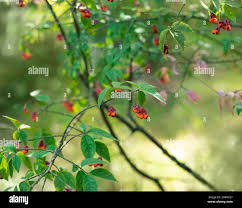 Attēlu rezultāti vaicājumam “Euonymus verrucosus fruit”