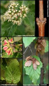 Attēlu rezultāti vaicājumam “Acer tataricum subsp. ginnala bud”