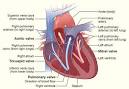 Heart Valve Disease - Featured - cardiovascular-disease - Heart ...