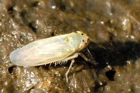 Attēlu rezultāti vaicājumam “Macrosteles sp.”