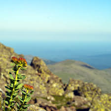 Attēlu rezultāti vaicājumam “Rhodiola rosea”