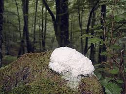 Attēlu rezultāti vaicājumam “Fuligo cinerea”