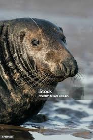 Attēlu rezultāti vaicājumam “Halichoerus grypus”