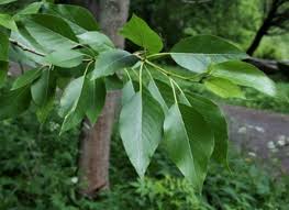 Attēlu rezultāti vaicājumam “Populus laurifolia”