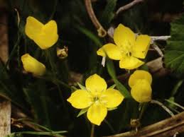 Attēlu rezultāti vaicājumam “Onagraceae”