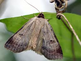 Attēlu rezultāti vaicājumam “Lygephila viciae”