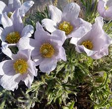 Attēlu rezultāti vaicājumam “Pulsatilla patens fruit”