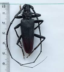 Attēlu rezultāti vaicājumam “Cerambycidae”