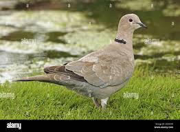 Attēlu rezultāti vaicājumam “Streptopelia decaocto adult”