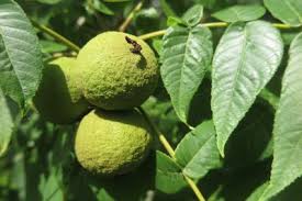 Attēlu rezultāti vaicājumam “Juglans”