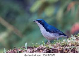 Image result for Luscinia cyane