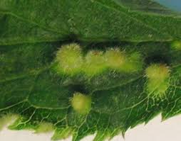 Attēlu rezultāti vaicājumam “Eriophyes padi”