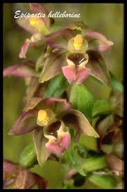 Attēlu rezultāti vaicājumam “Epipactis helleborine”