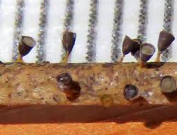 Attēlu rezultāti vaicājumam “Craterium minutum cf. var. brunneum”