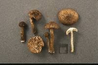 Attēlu rezultāti vaicājumam “Inocybe lanuginosa”